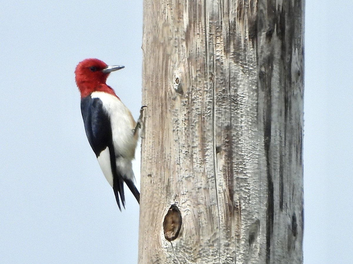 Pic à tête rouge - ML598190691