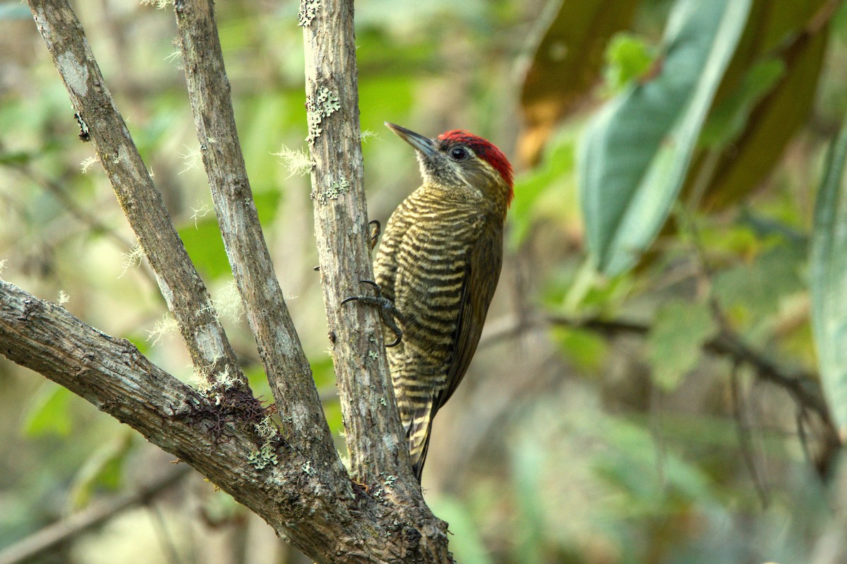 Bar-bellied Woodpecker - Jaime Valenzuela Trujillo