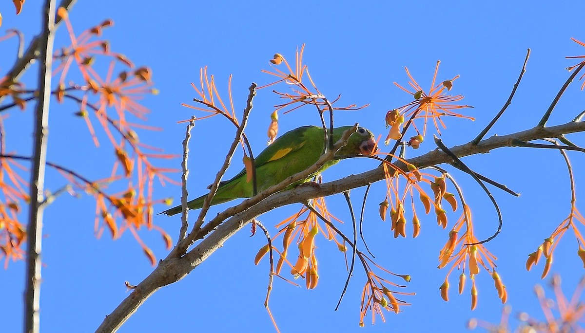 Yellow-chevroned Parakeet - ML598190961