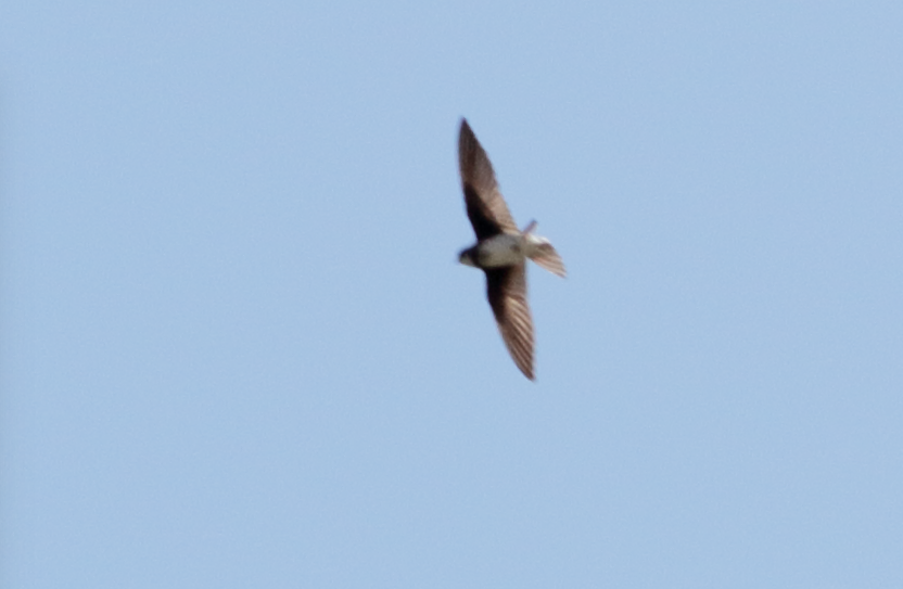 Bank Swallow - ML59819111