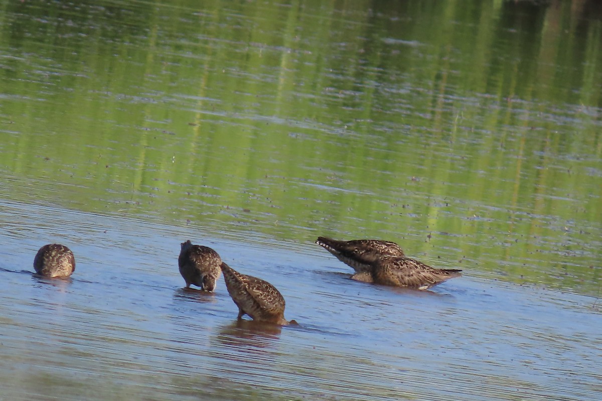 Short-billed Dowitcher - ML598191311