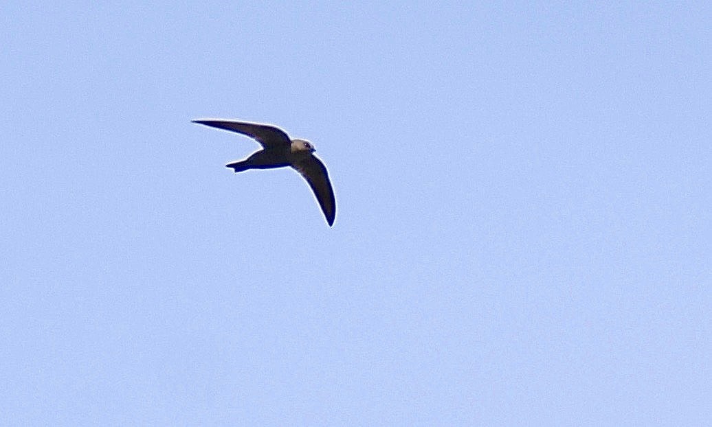 Black Swift - ML598192091