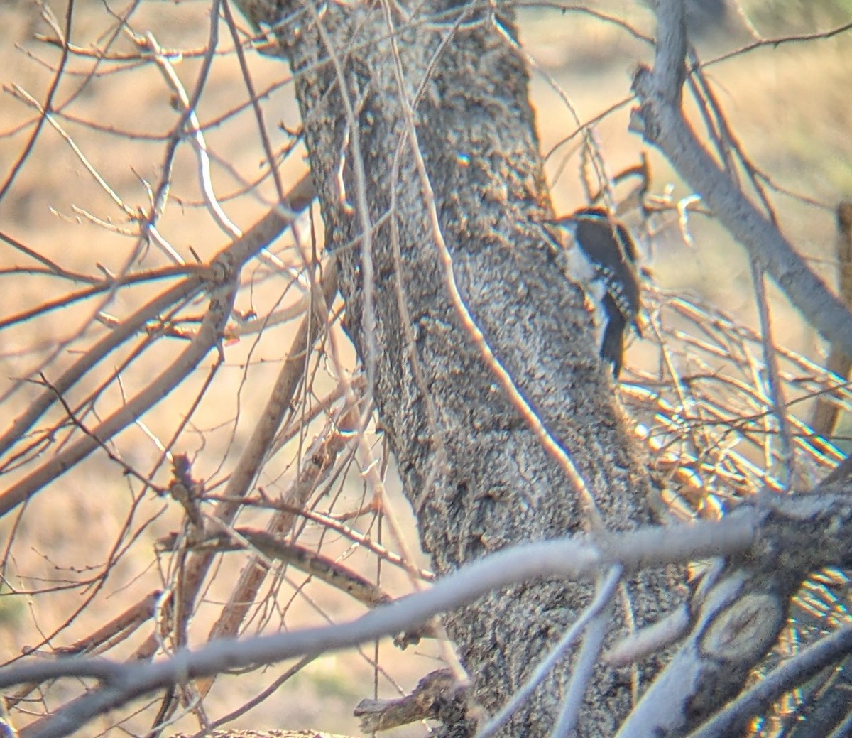 Hairy Woodpecker - ML598192731