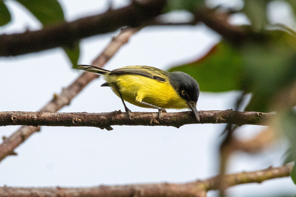 Common Tody-Flycatcher - ML598193591