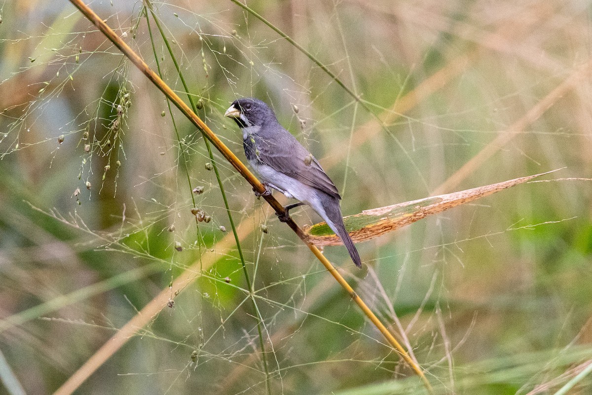 Double-collared Seedeater - Ana Merlo