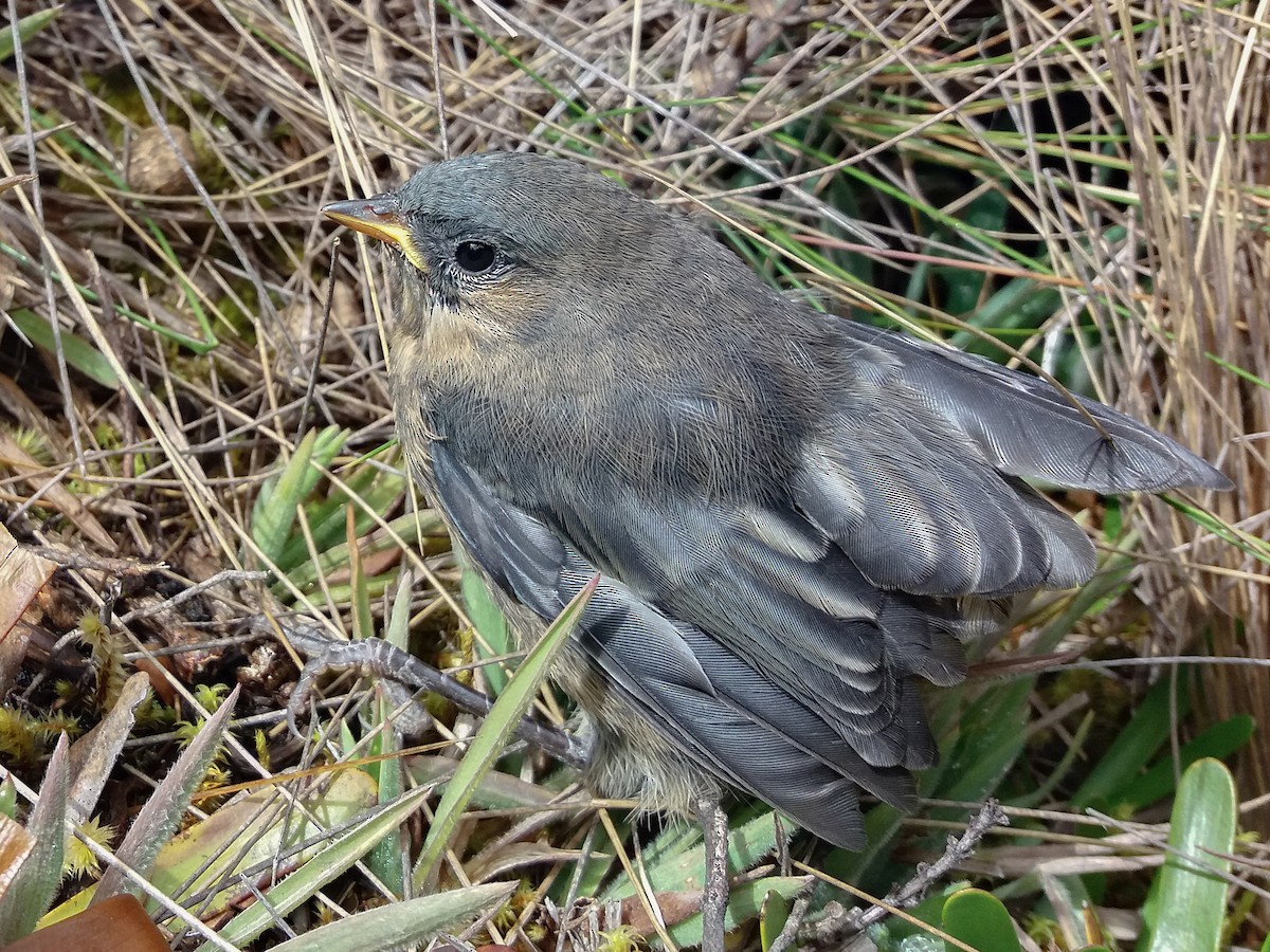 Tit-like Dacnis - Paul Molina A