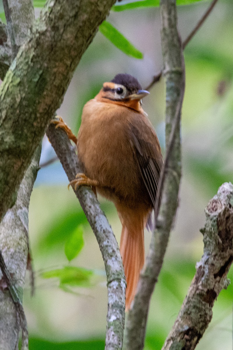 Black-capped Foliage-gleaner - Ana Merlo