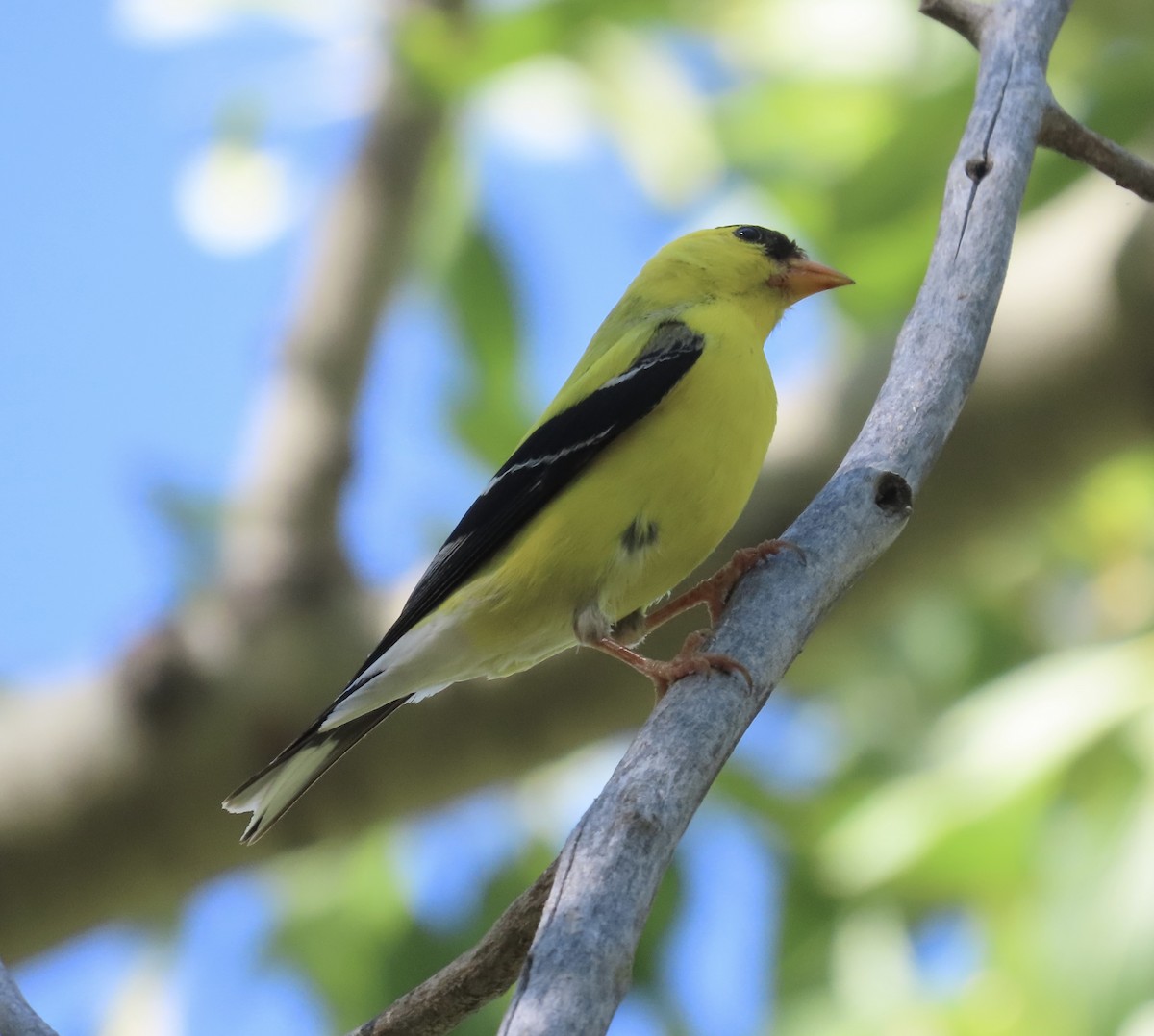 American Goldfinch - ML598194911