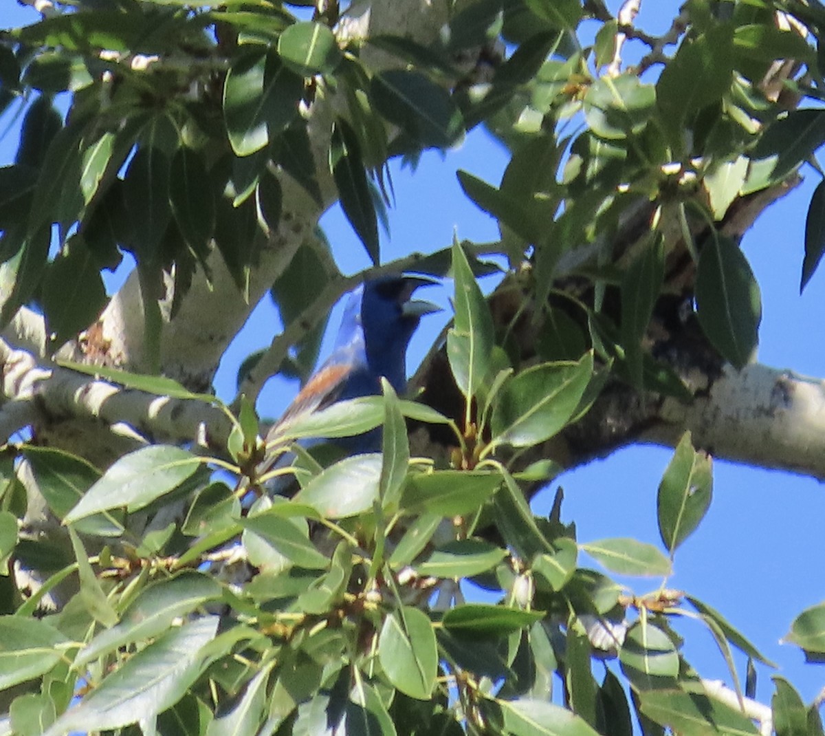 Blue Grosbeak - ML598194981