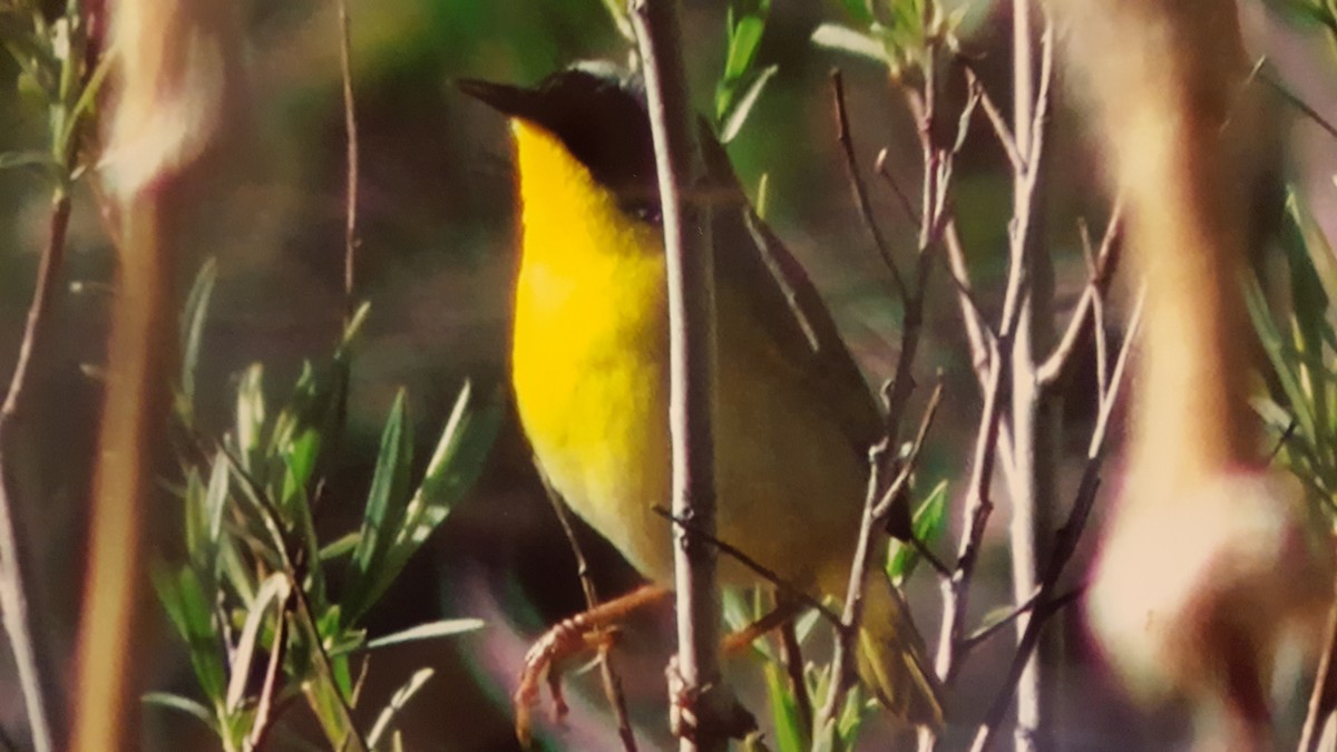 Paruline masquée - ML59819541