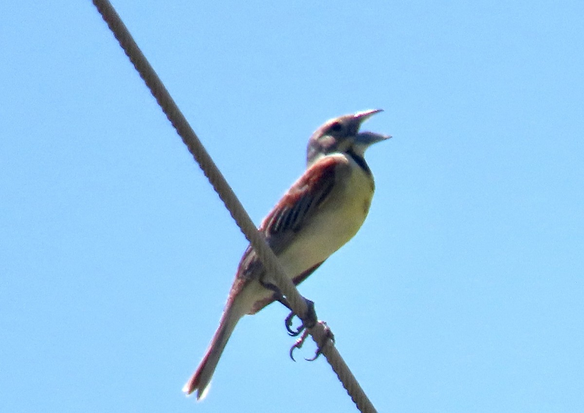 Dickcissel - ML598196091