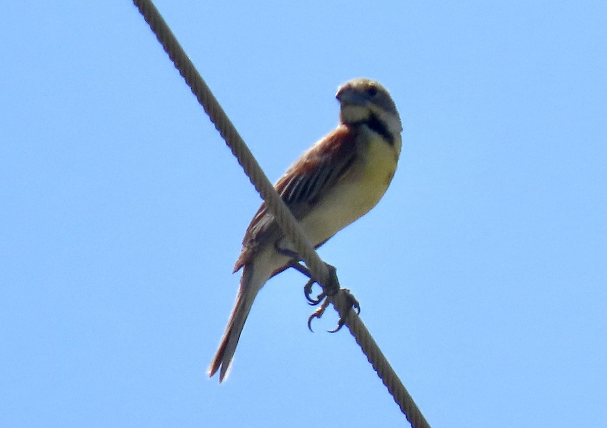 Dickcissel - ML598196101