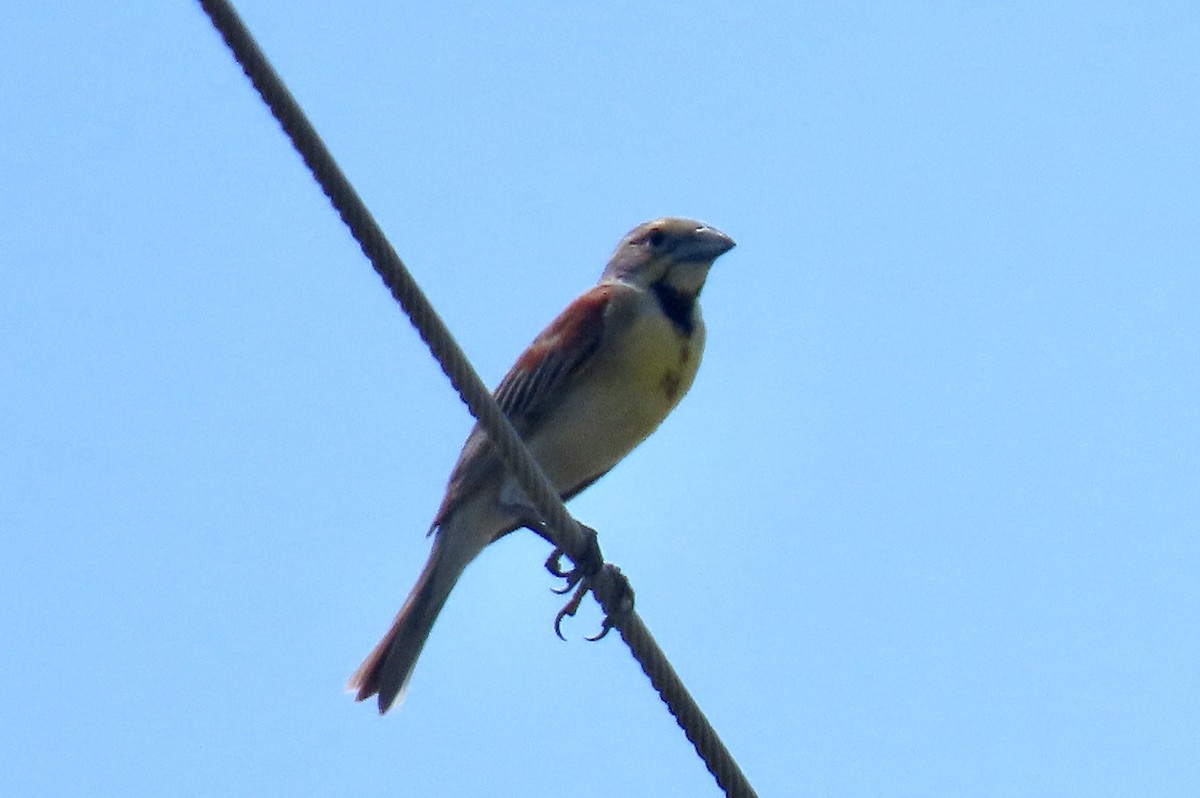 Dickcissel - ML598196111