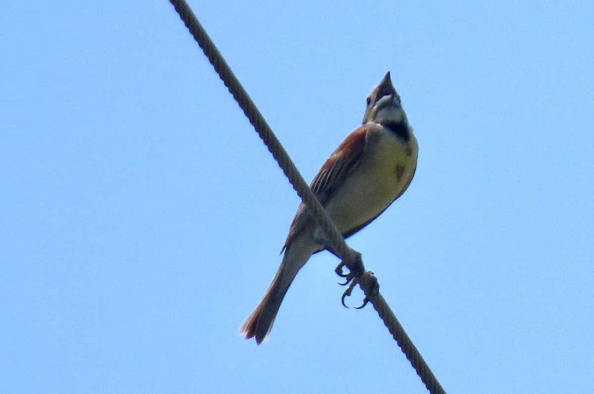 Dickcissel - ML598196121