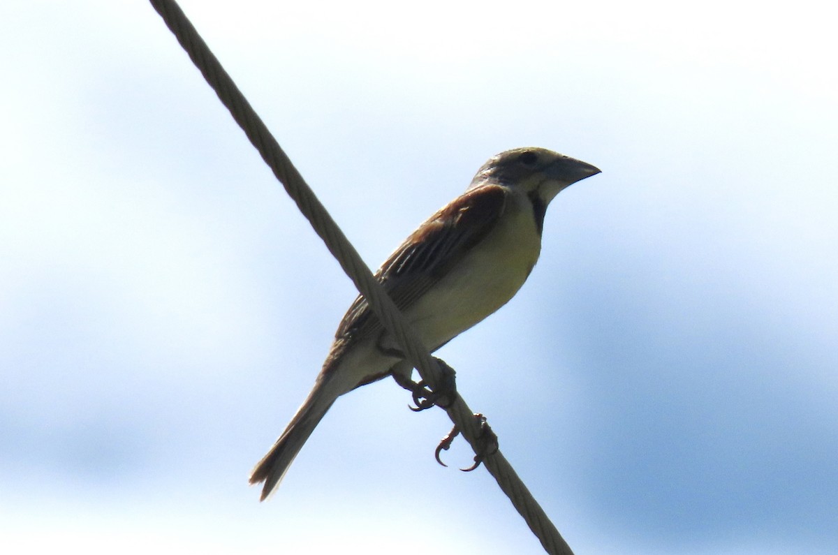 Dickcissel - ML598196131