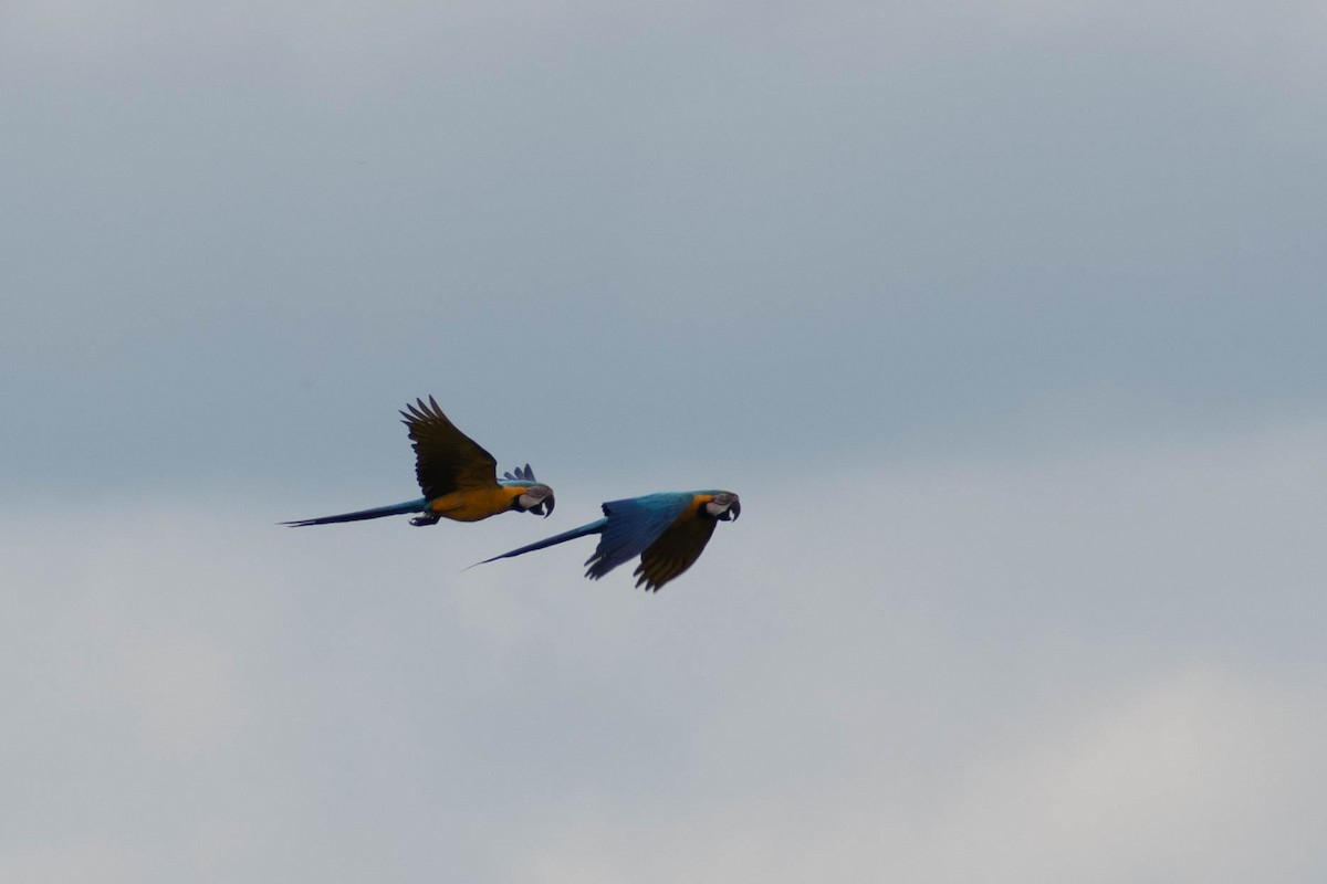 藍黃金剛鸚鵡 - ML598196851