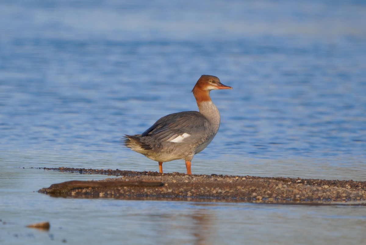 Common Merganser - Paweł Maciszkiewicz