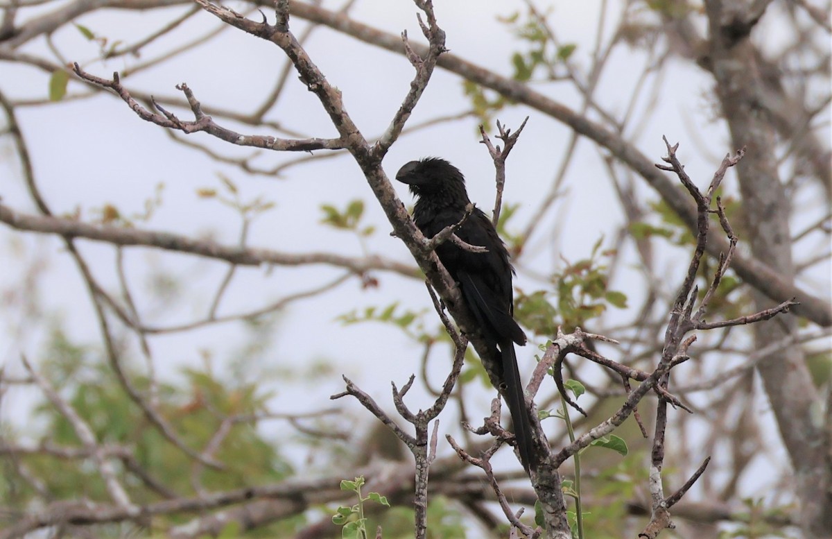 Smooth-billed Ani - ML598197361