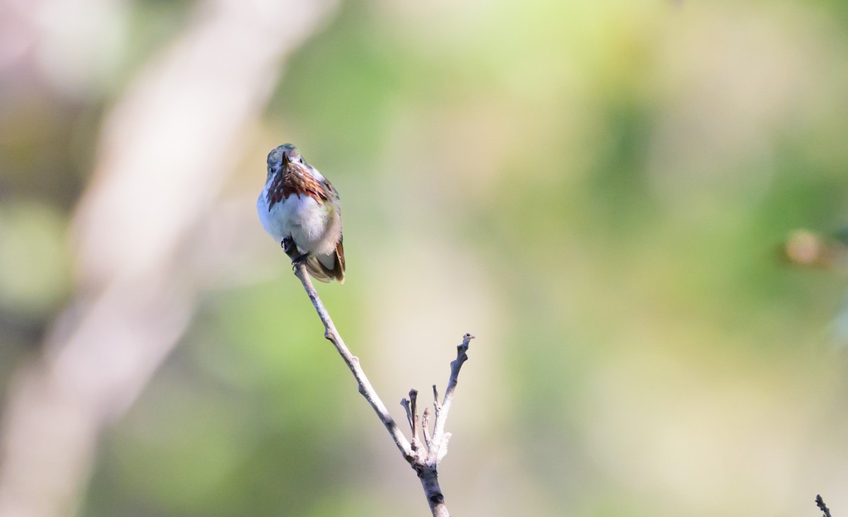 Calliope Hummingbird - Antonio Robles