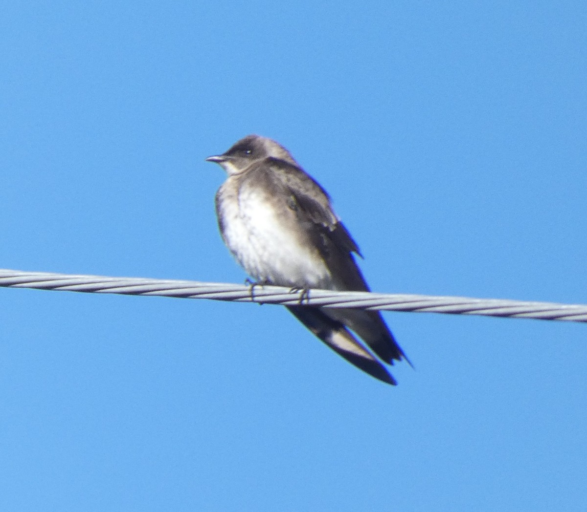 Brown-chested Martin - ML598200561