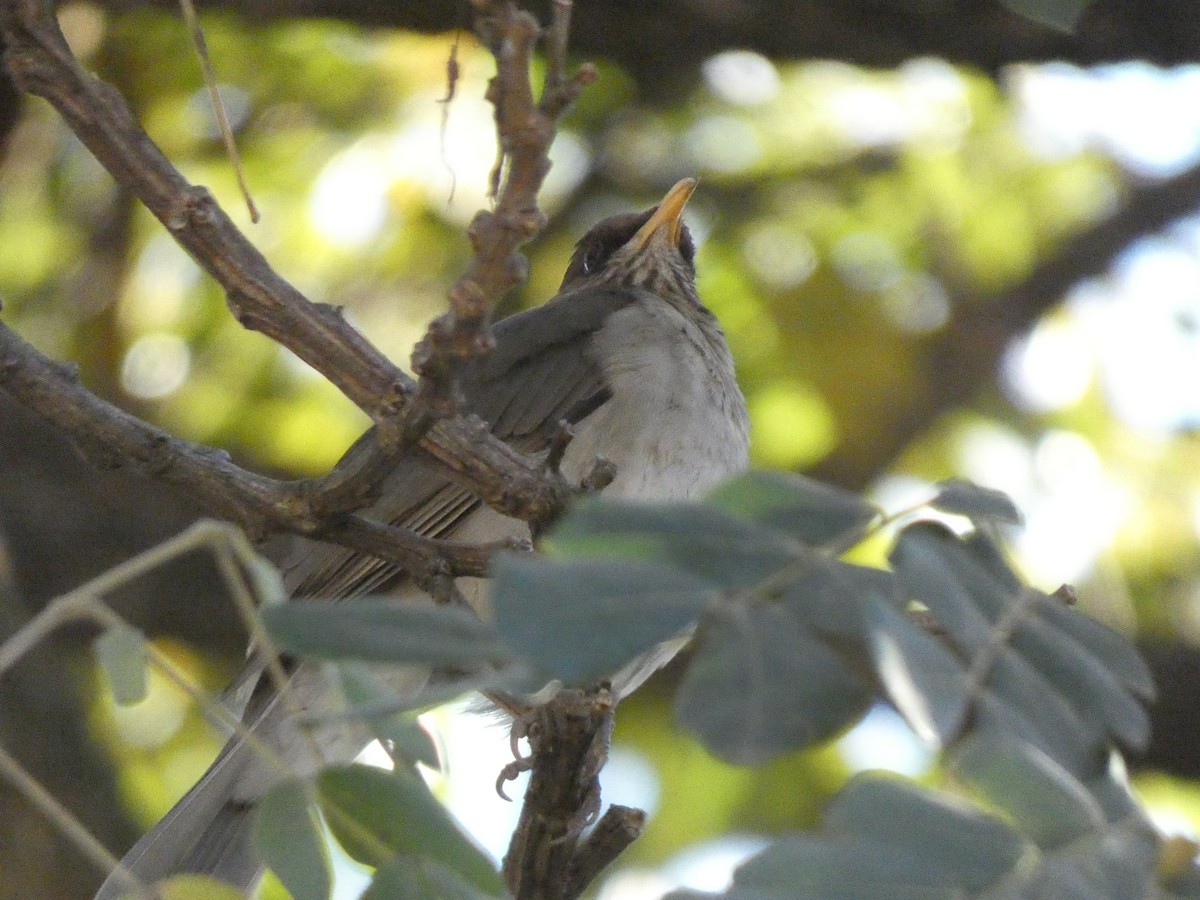 Creamy-bellied Thrush - ML598200671