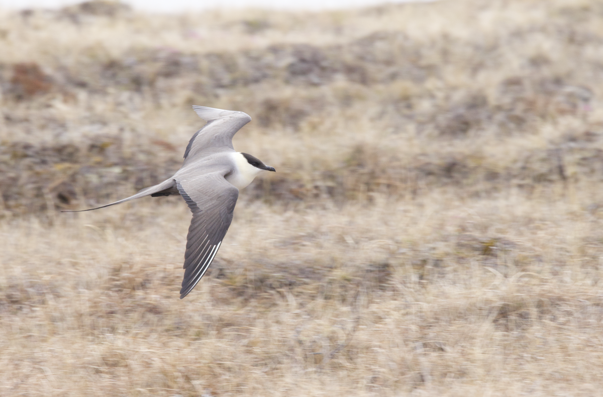 Long-tailed Jaeger - ML598202531