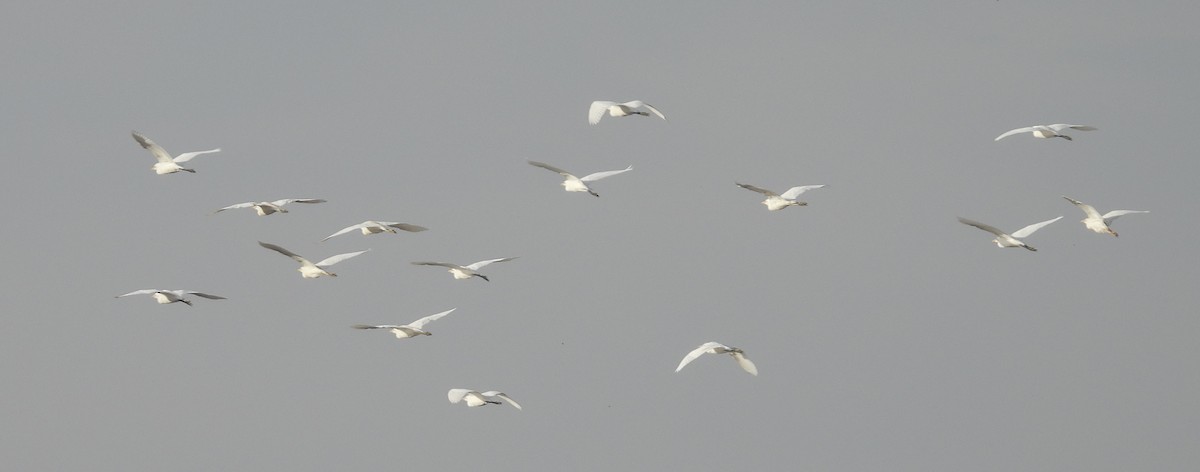 Great Egret - ML598204181