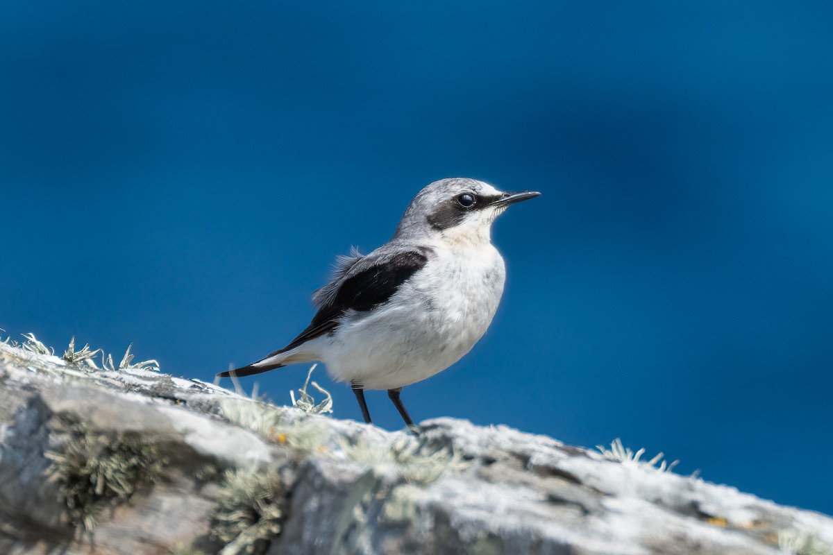 Northern Wheatear - ML598204401