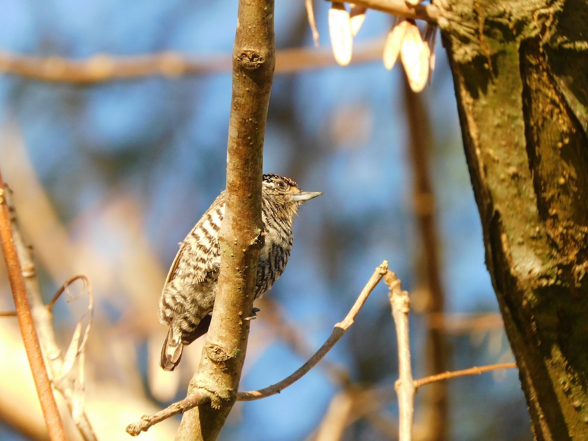 White-barred Piculet - ML598204531