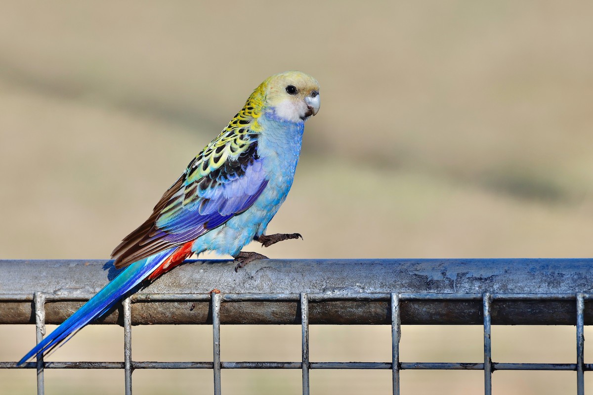 Pale-headed Rosella - ML598204941