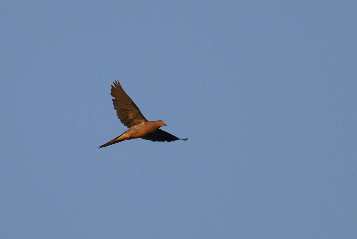 Mourning Dove - ML598206621