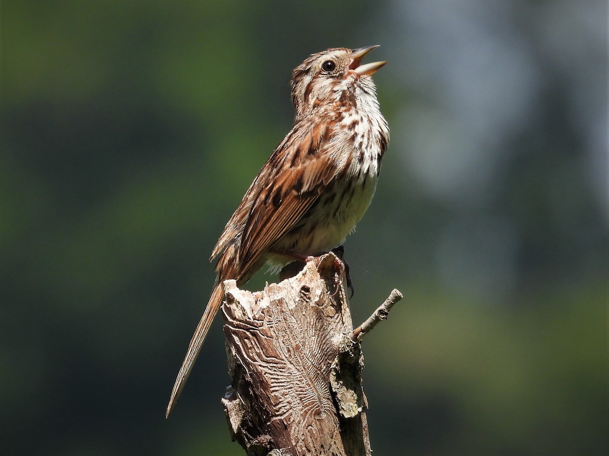 Song Sparrow - ML598206761