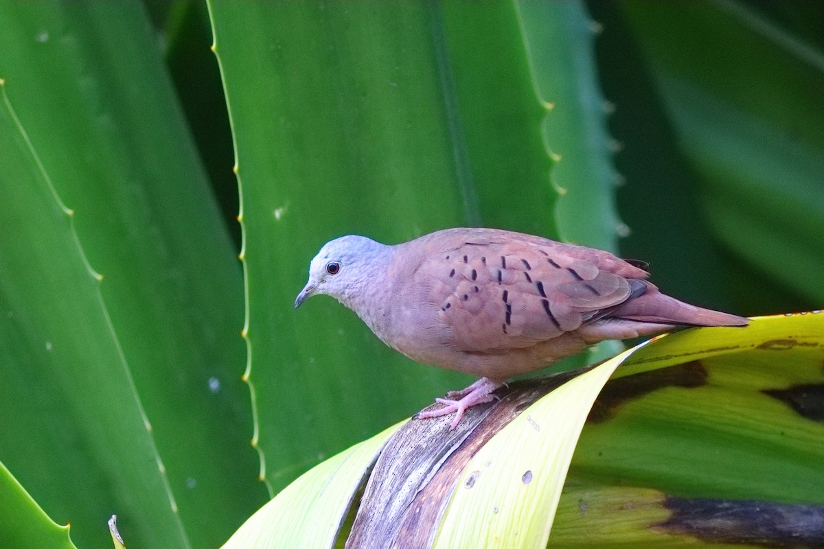 Ruddy Ground Dove - ML598207191