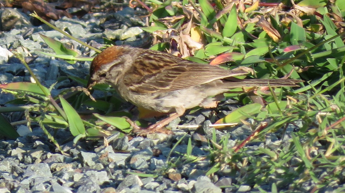 Chipping Sparrow - ML598207531