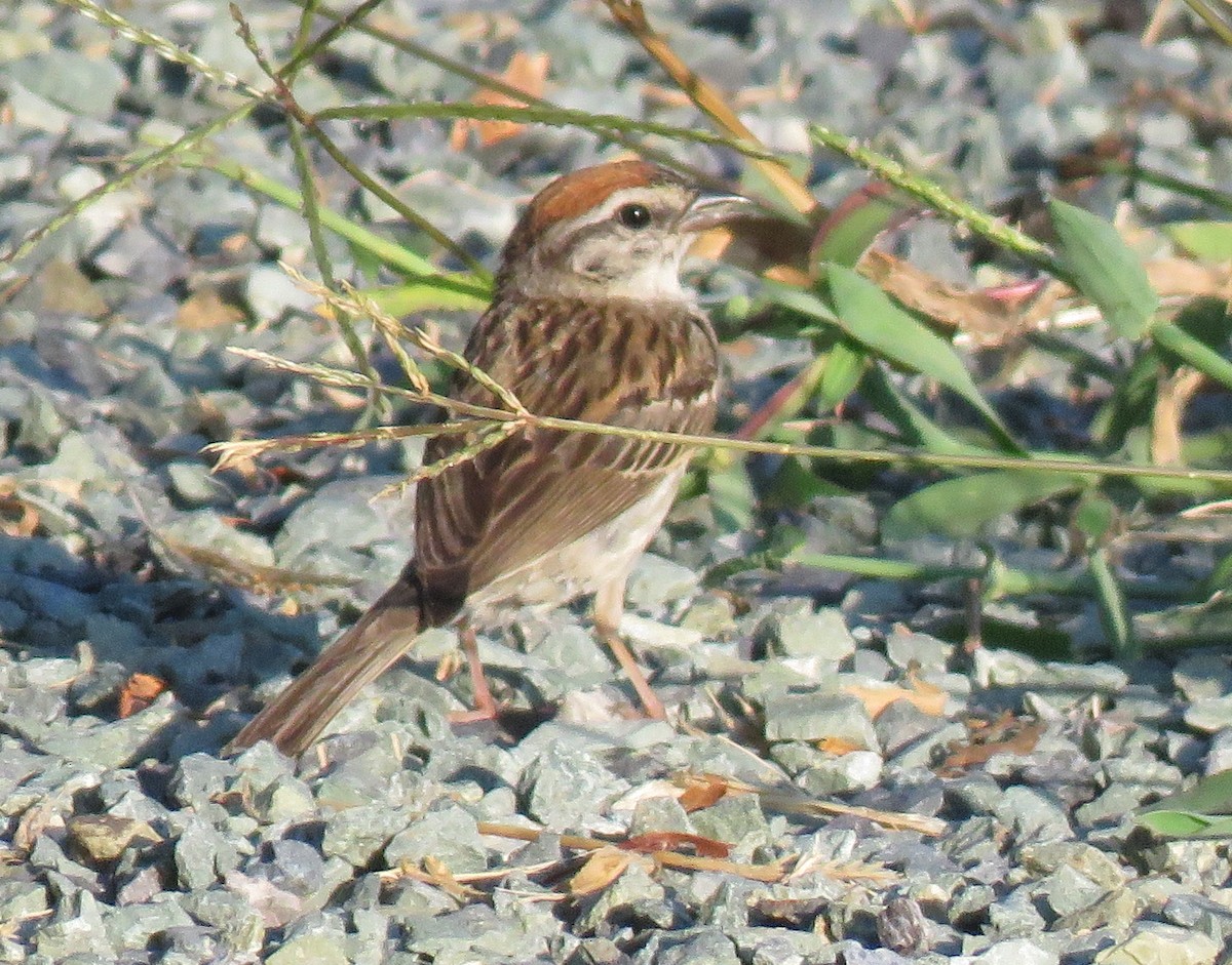 Chipping Sparrow - ML598207541