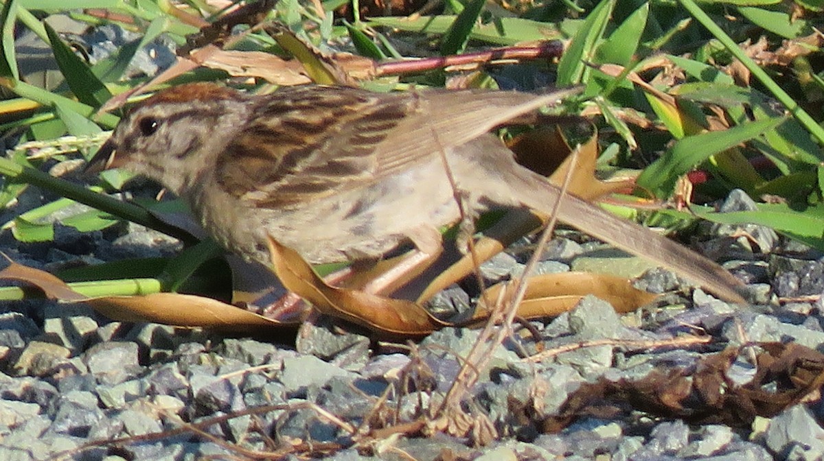 Chipping Sparrow - ML598207551