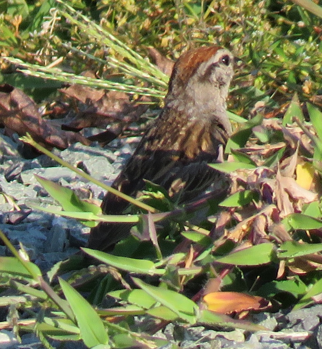Chipping Sparrow - ML598207561