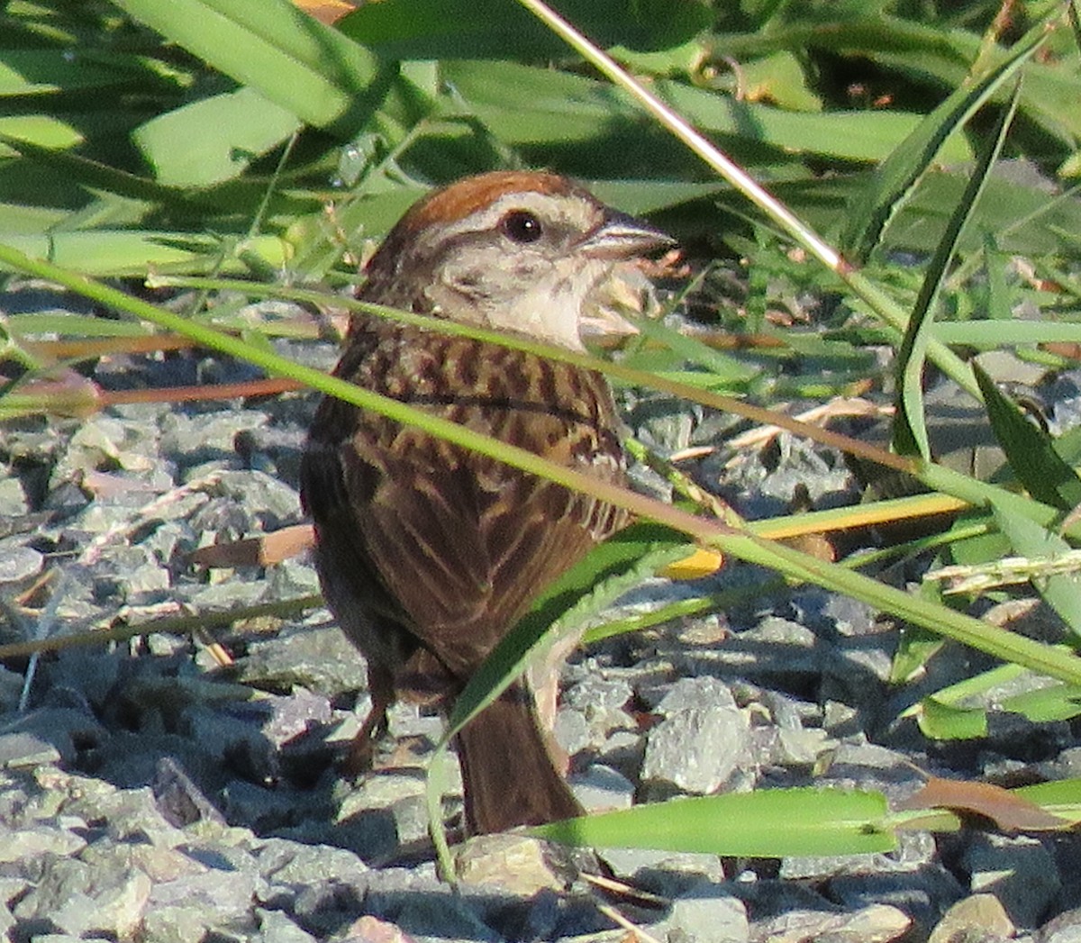 Chipping Sparrow - ML598207571