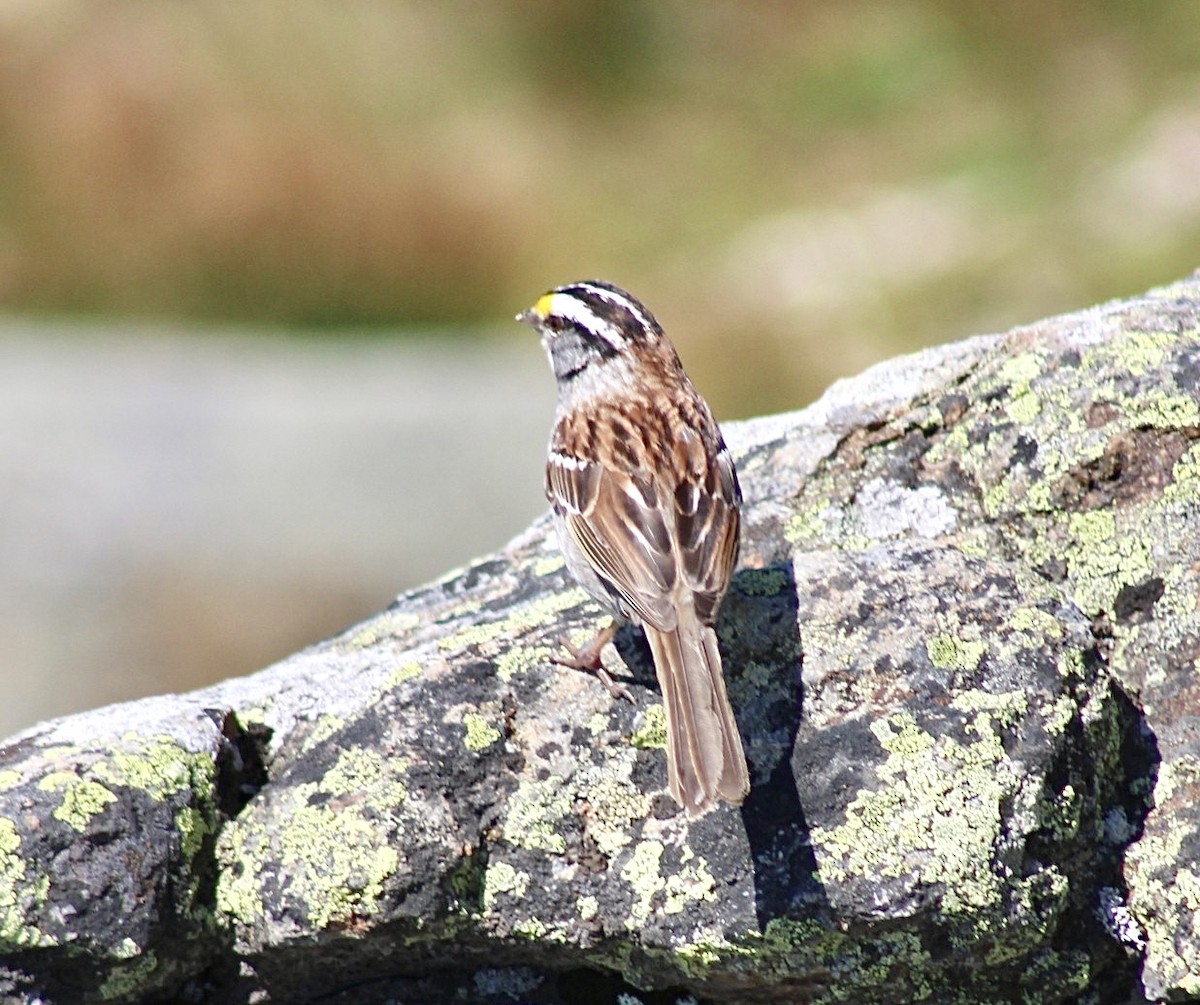 White-throated Sparrow - ML598209331