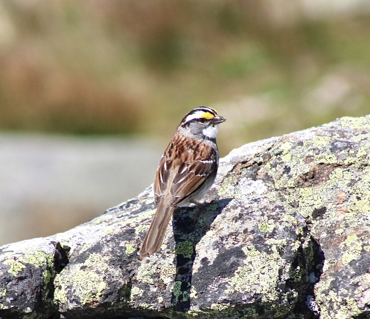 White-throated Sparrow - ML598209341