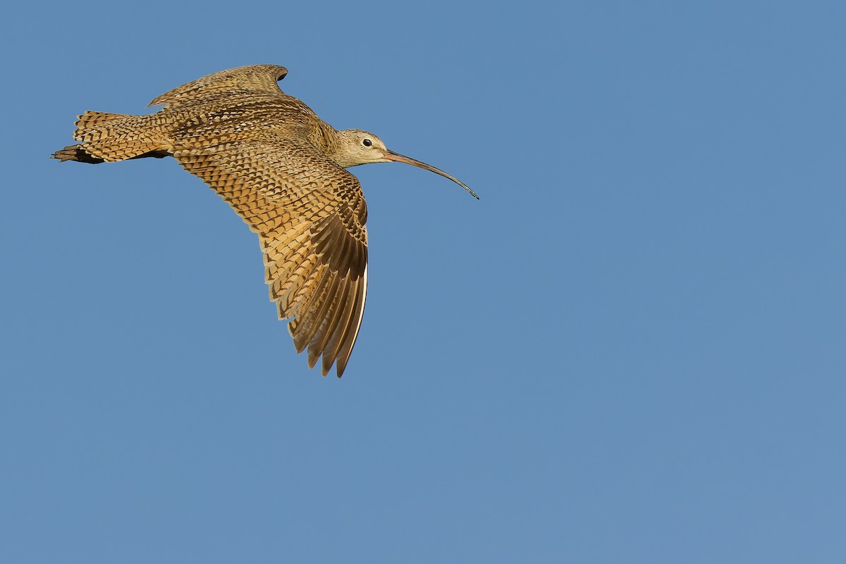 Long-billed Curlew - Joachim Bertrands