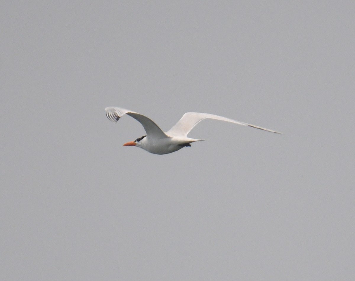 Royal Tern - ML598209881