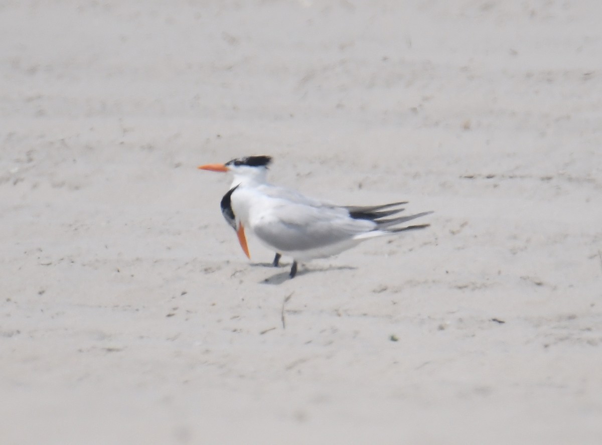 Royal Tern - ML598209891