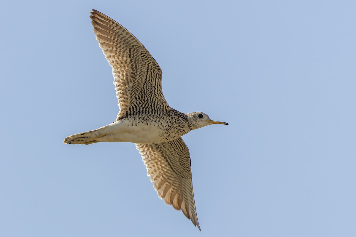 Upland Sandpiper - ML598210011