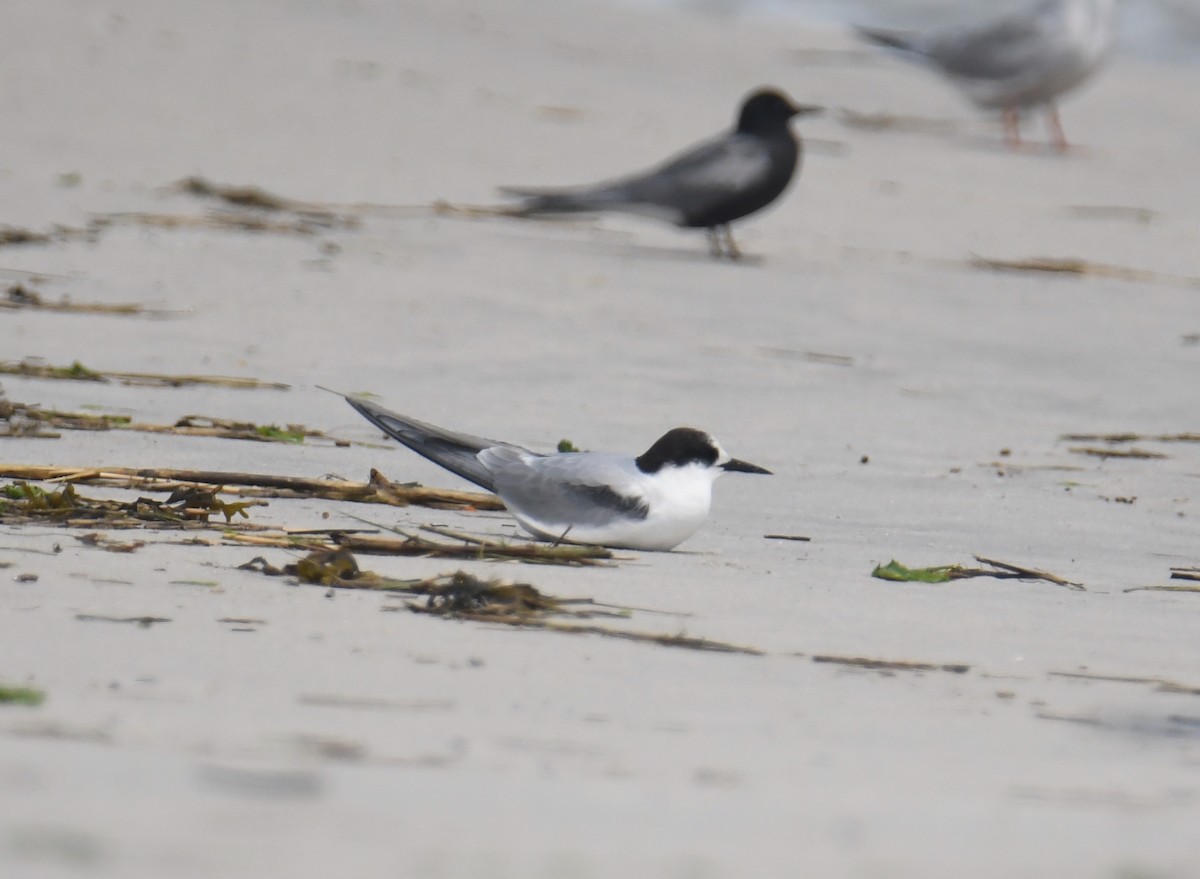 Arctic Tern - ML598210121