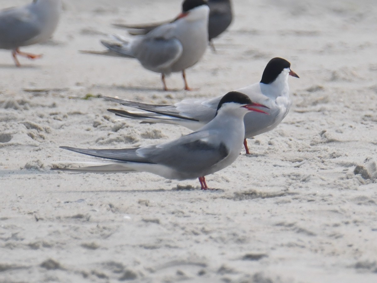 Arctic Tern - ML598210521