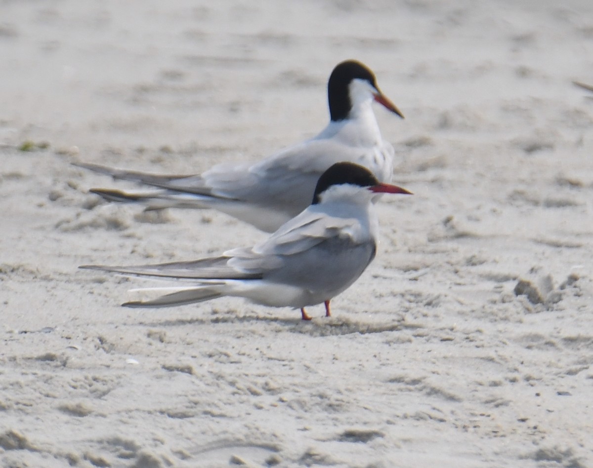 Arctic Tern - ML598210531