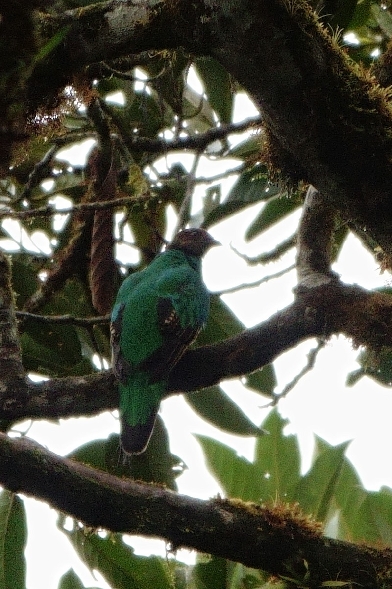 Golden-headed Quetzal - ML598210661