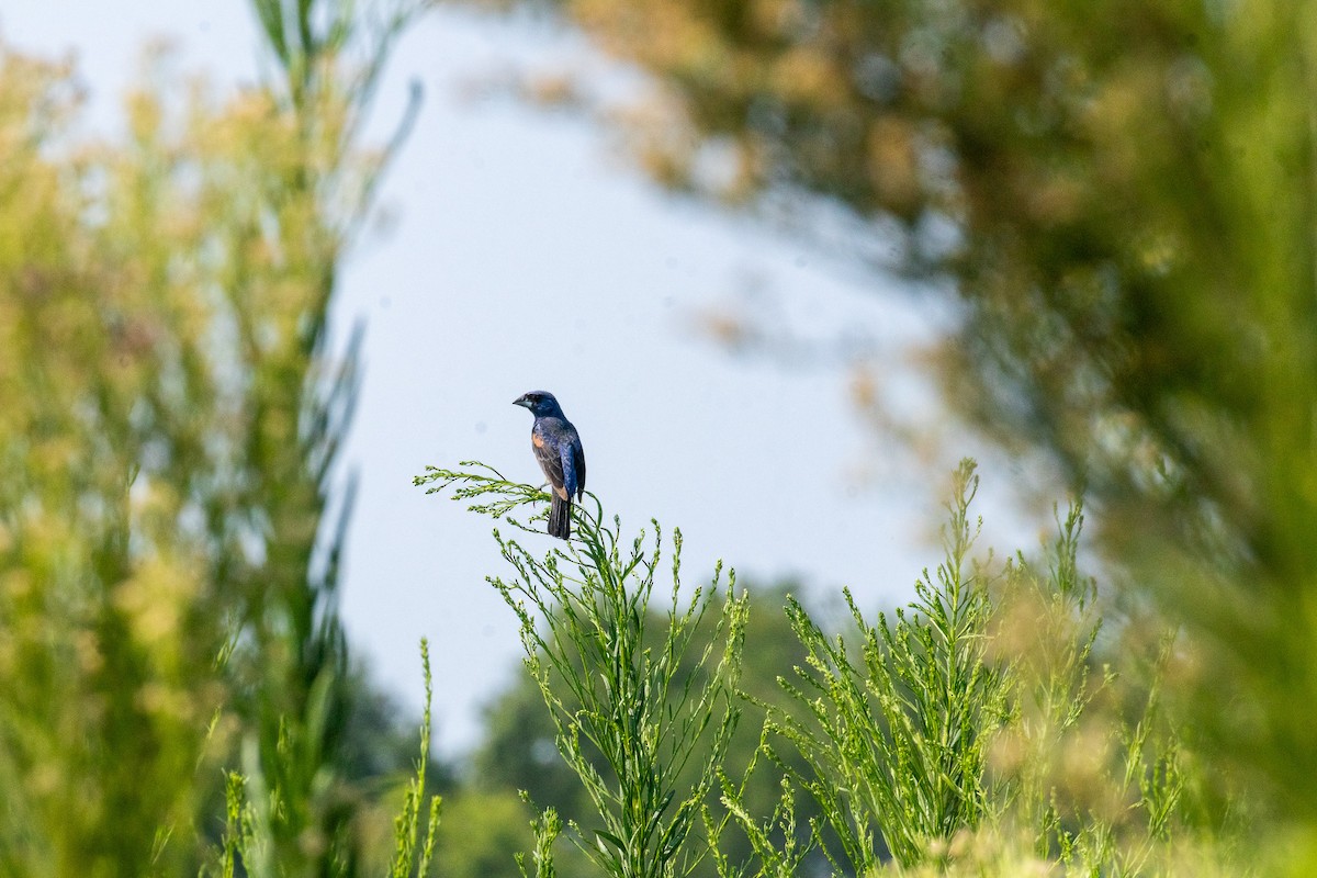 Blue Grosbeak - ML598211321