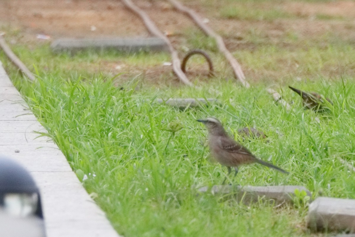 Chalk-browed Mockingbird - ML598211361